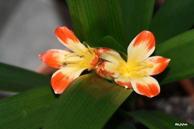 clivia
